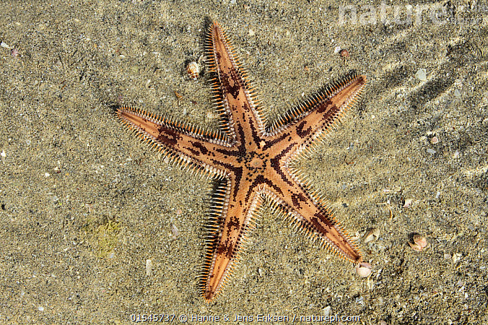 Stripey Sand Sifting Star