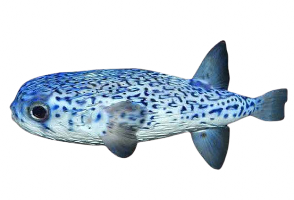 Blue Pelagic Porcupine Puffer