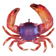Red Acro Crab M