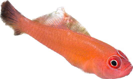Ring-eye Pygmy Goby
