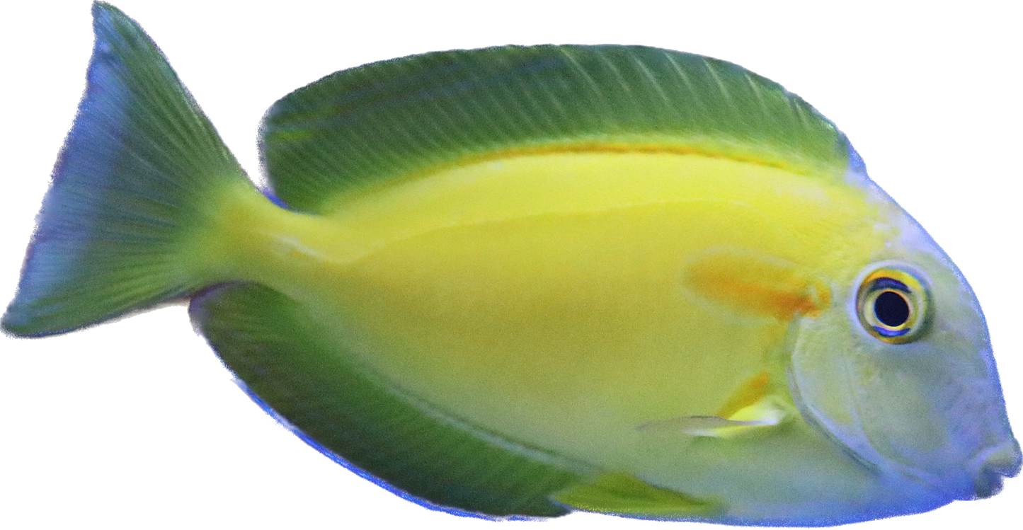 Orange Shoulder Tang S