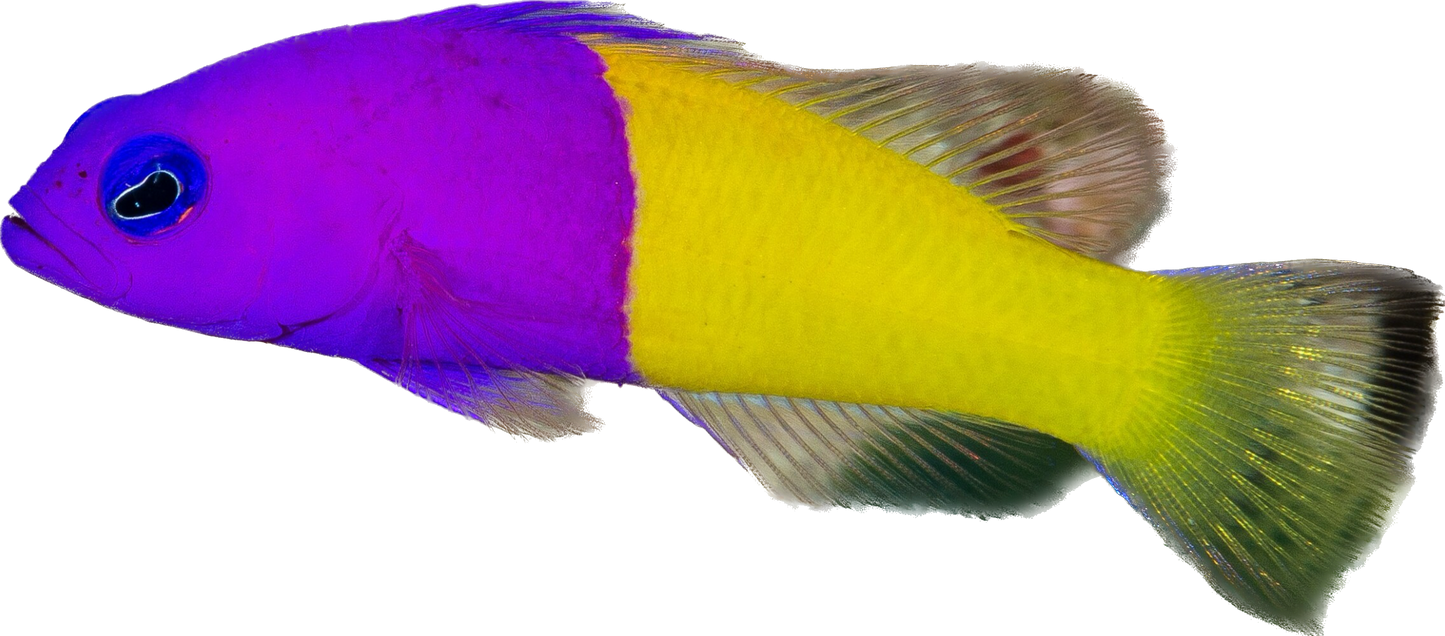 Royal Dottyback