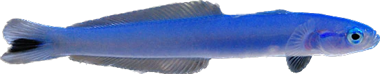 Blacktail Dartfish