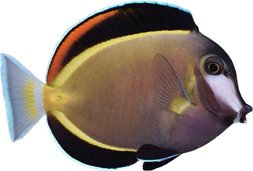 Powder Brown Tang ML
