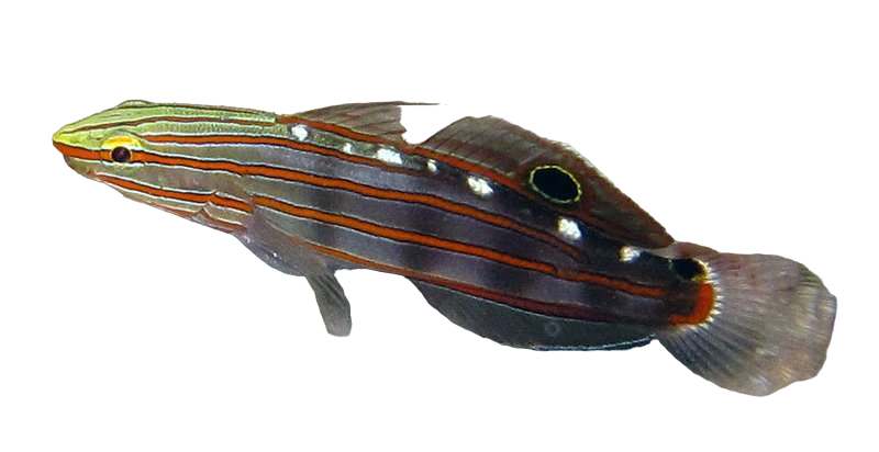 Rainford Goby