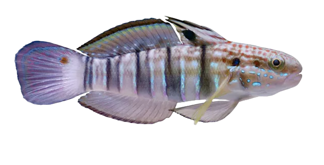 Bullet Goby L