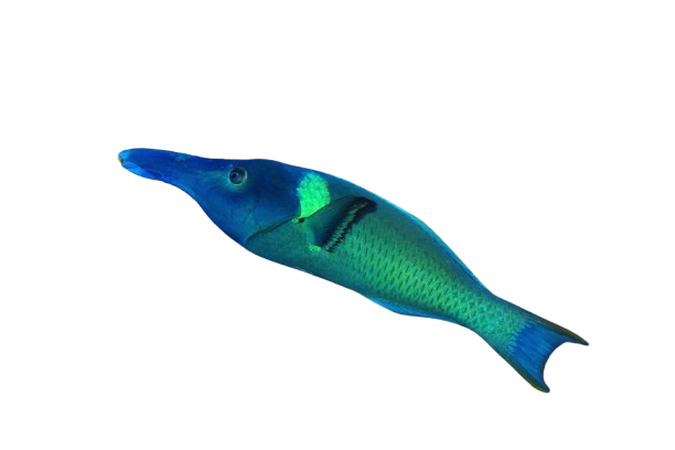 Green Bird Wrasse Male
