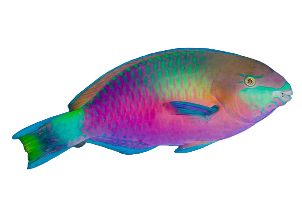Reef Safe Parrotfish M