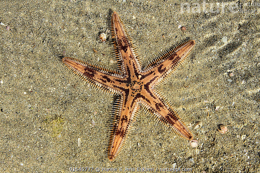 Stripey Sand Sifting Star