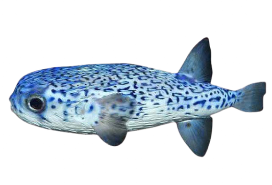 Blue Pelagic Porcupine Puffer