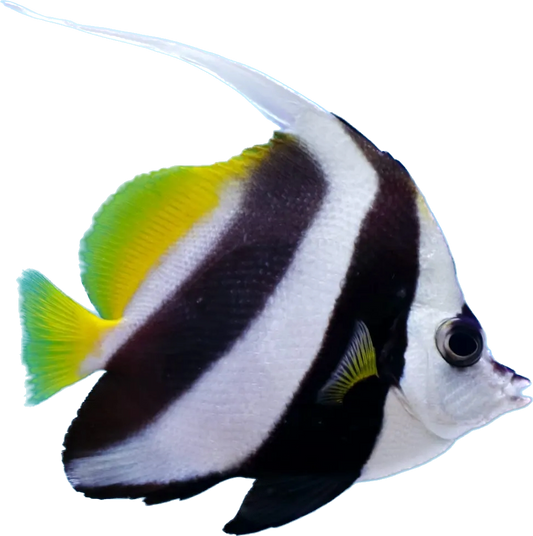 Longfin Bannerfish S