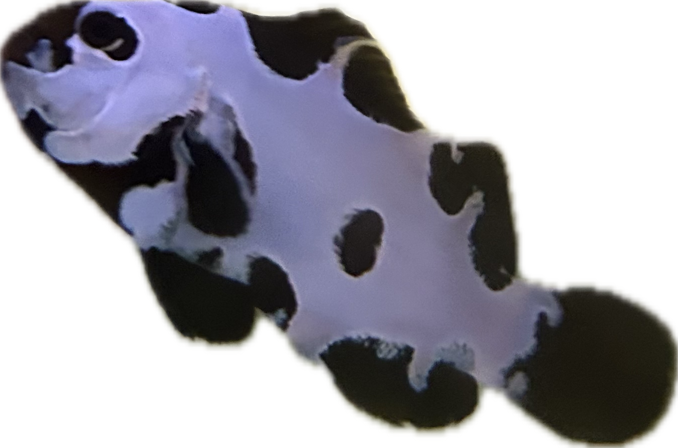 Black Ice Storm Clownfish