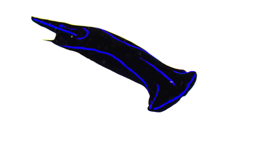 Blue Velvet Sea Nudibranch