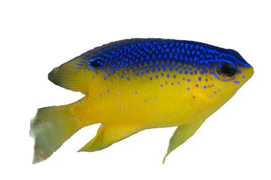 Beaugregory Damsel - Caribbean