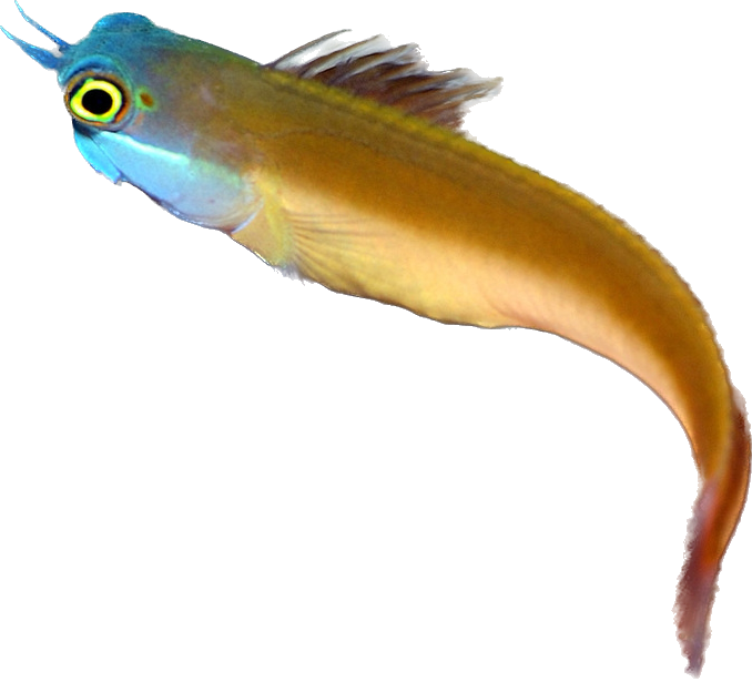 Bluehead Combtooth Blenny