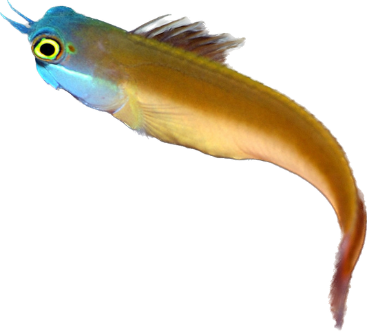 Bluehead Combtooth Blenny