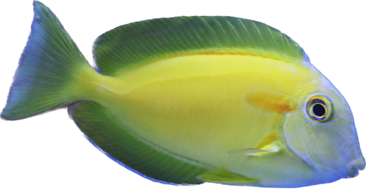 Orange Shoulder Tang S
