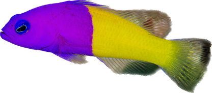 Royal Dottyback