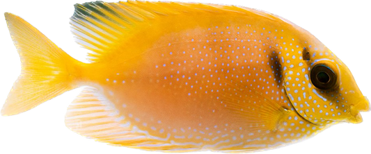 Blue Spot Rabbitfish Small