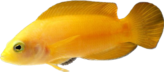 Yellow Dusky Dottyback