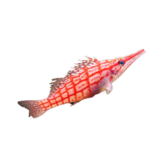 Long Nose Hawkfish SM