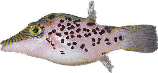 Leopard Puffer