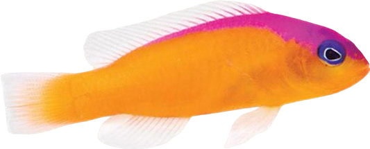 Diadem Dottyback