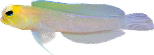 Pearly Jawfish- Caribbean