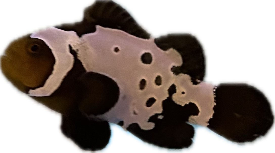 Black Ice Clownfish - A Grade