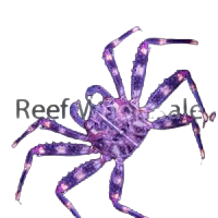 Sally Lightfoot Crab S