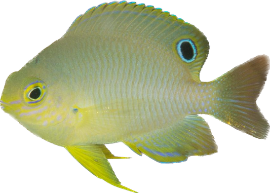 Ambon Damsel