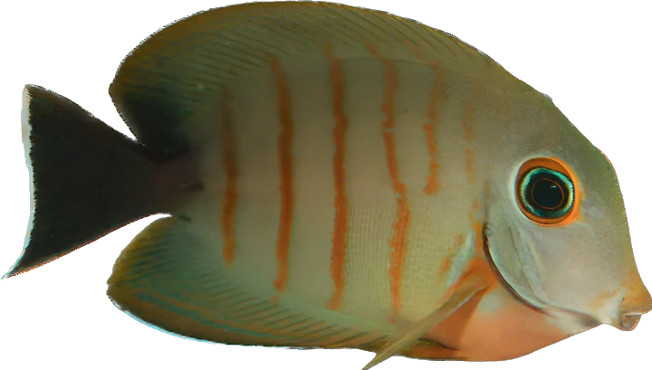 Mimic Eibli Tang M