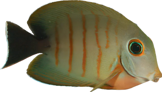 Mimic Eibli Tang M
