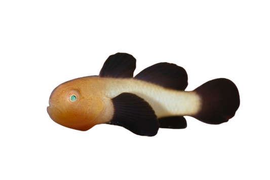 Panda Clown Goby
