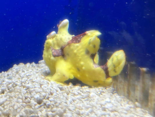 WYSIWYG Frogfish #7