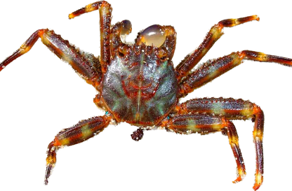 Sally Lightfoot Crab S