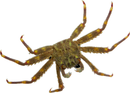 Sally Lightfoot Crab S