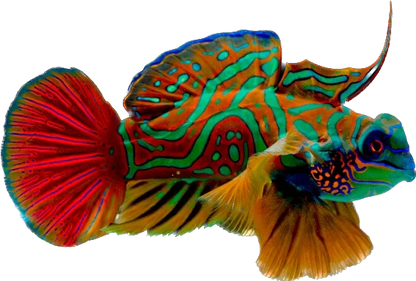 Mandarin - Red