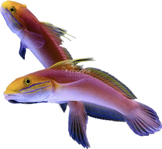 Bella Goby