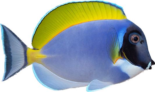 Powder Blue Tang M