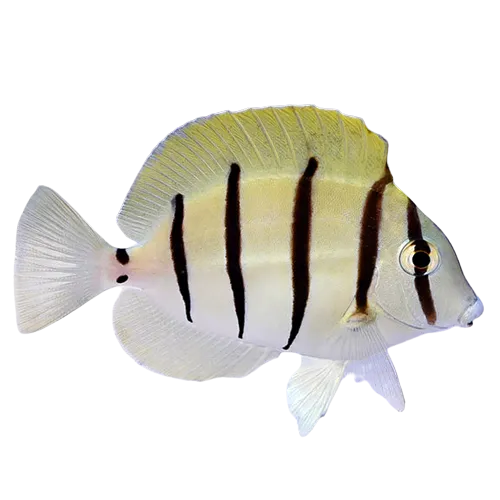 Convict Tang S