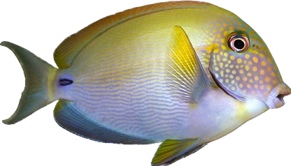 Freckled Tang L