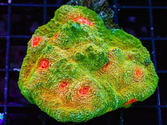 Green w/ Orange Eye Chalice
