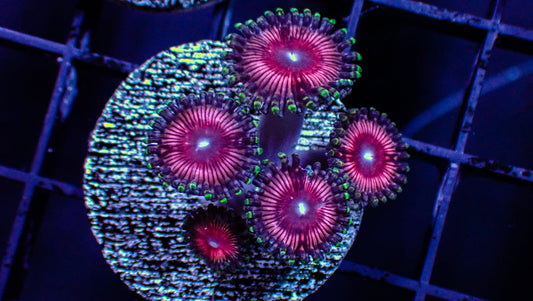 Pink Paly Zoa Frag