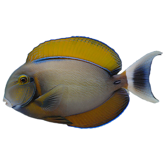 Bariene Tang M