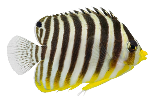 Banded Angel