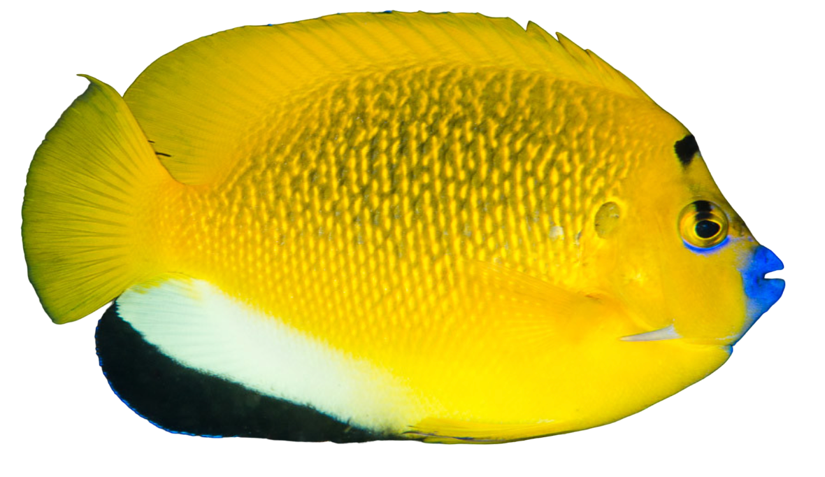 Flagfin Angel L