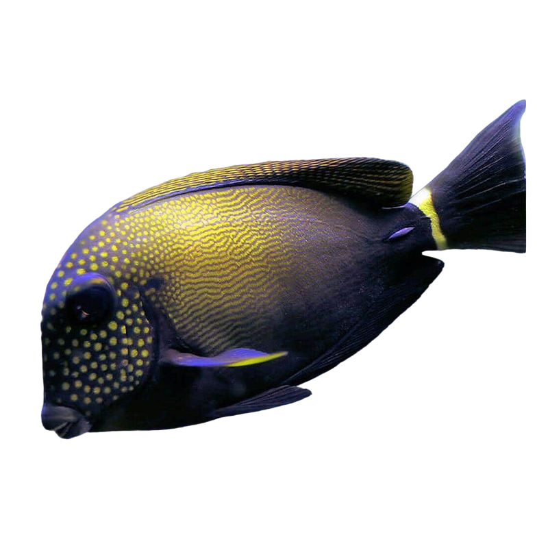 Freckled Tang S