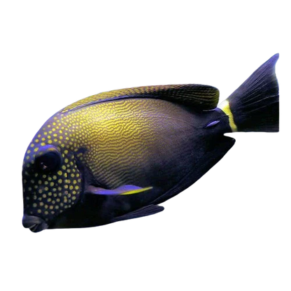 Freckled Tang L