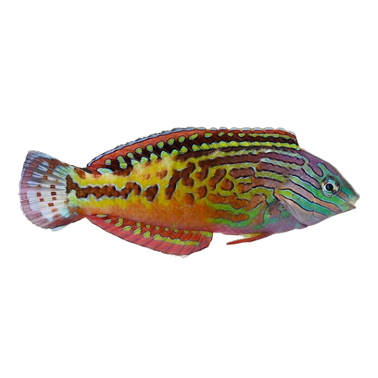 Blue Star Leopard Wrasse Male